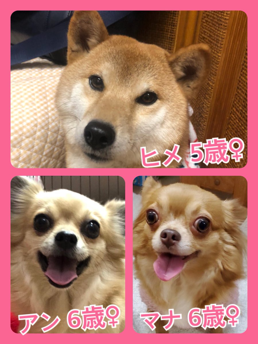 🐾今日の里親様募集中ワンコ🐶メンバーです🐾2020,2,5